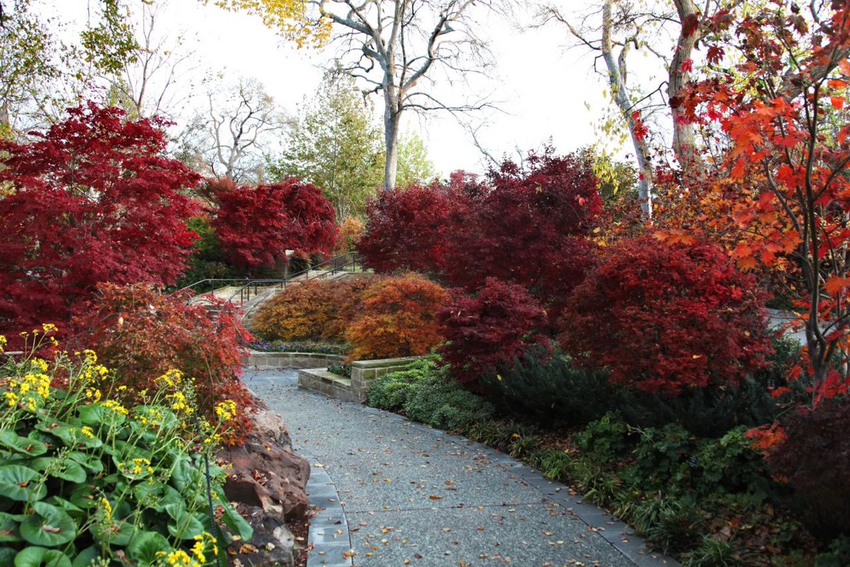 dallasnews's tweet photo. Cold nights, warm days brighten Dallas’ fall foliage | @dallasnews | #dallasfall https://t.co/ueZ8tKsvZK https://t.co/mNXW3Y4lzN