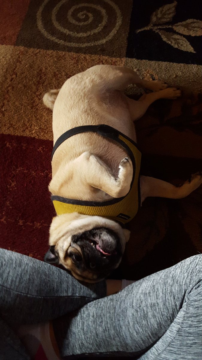 CookNBeans's tweet photo. Helping mom meditate #bellyrub https://t.co/Stn3i1cSiE
