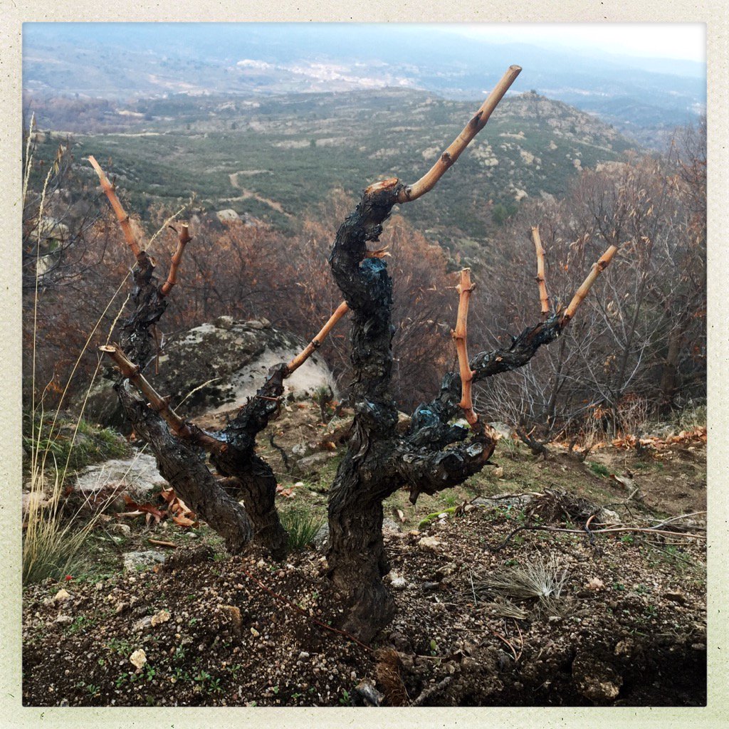 LuisGutierrezSD's tweet photo. Altitude #Gredos https://t.co/vj6WSEL8nQ