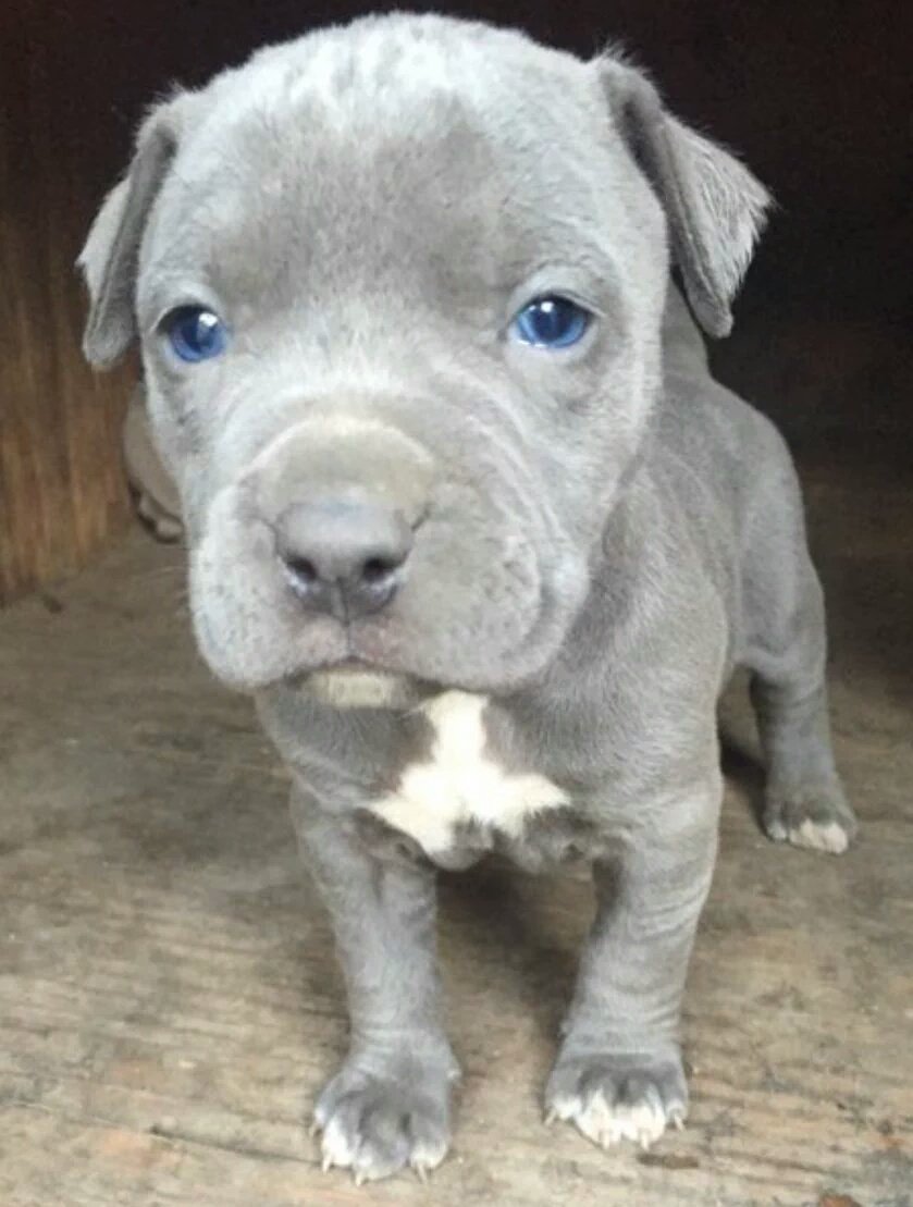 BestOfPitbulls's tweet photo. https://t.co/T2zMg0LPIW