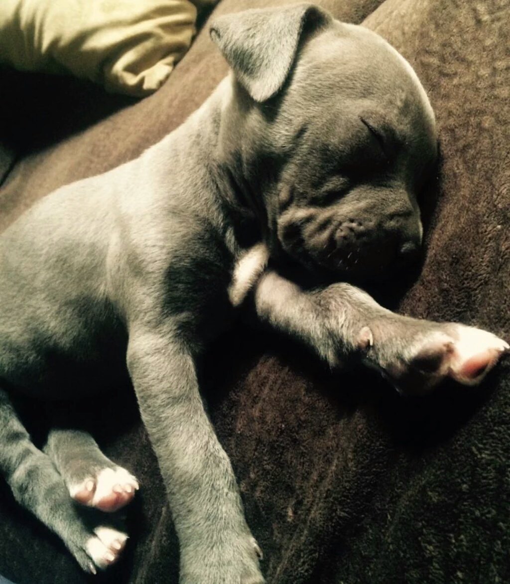 BestOfPitbulls's tweet photo. https://t.co/T2zMg0LPIW