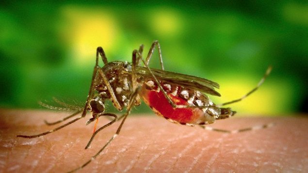 UNoticias's tweet photo. México aprueba la primera vacuna contra dengue en el mundo https://t.co/dLMVeLhSUQ https://t.co/KOgn2V648l
