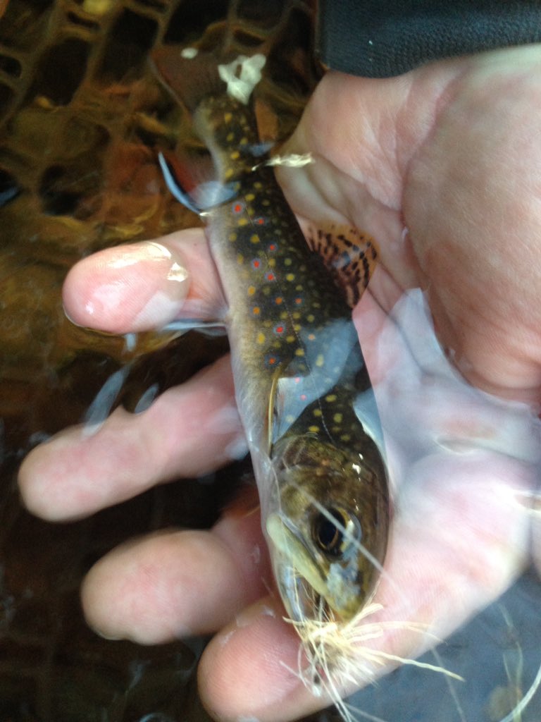 chickenchucker1's tweet photo. #njflyfishing #catchandrelease #wildbrooktrout #facefullofelkhair https://t.co/iVxSZ8coUf