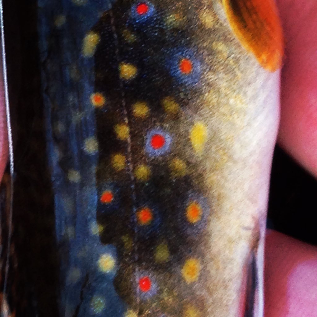 chickenchucker1's tweet photo. #njflyfishing #catchandrelease #wildbrooktrout #facefullofelkhair https://t.co/iVxSZ8coUf