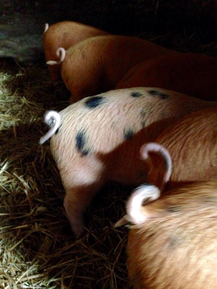 farmsnotfactory's tweet image. #Step10 of our #ChristmasCountdown - Get passionate! Spread our message by vlogging/blogging about us! #PigWish