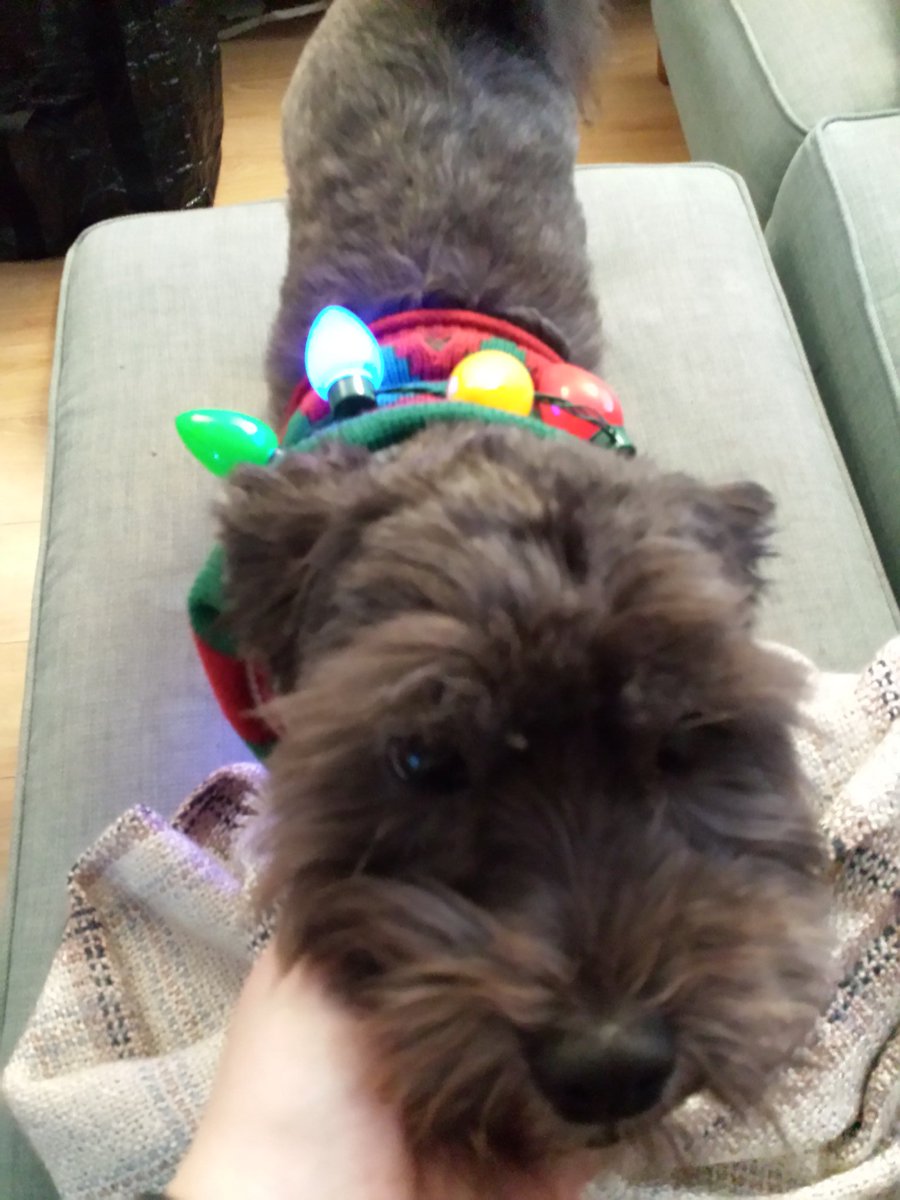 salcombedairy's tweet image. @MattNotCaroline Good news, my mum in law arrived with 2 decorations....So I'm now officially in the #ButtonBrigade