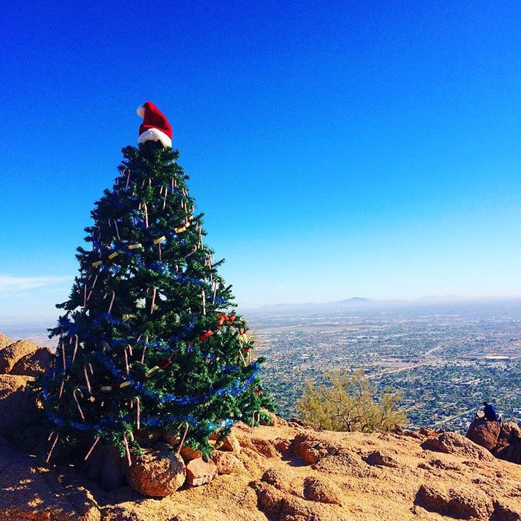 AZBigMedia's tweet image. The Christmas trees of the Valley are looking good!🎄 Camelback, @ScottsdaleQrtr, @fairmontscotsdl, &amp;amp; @ScottsdaleFS!