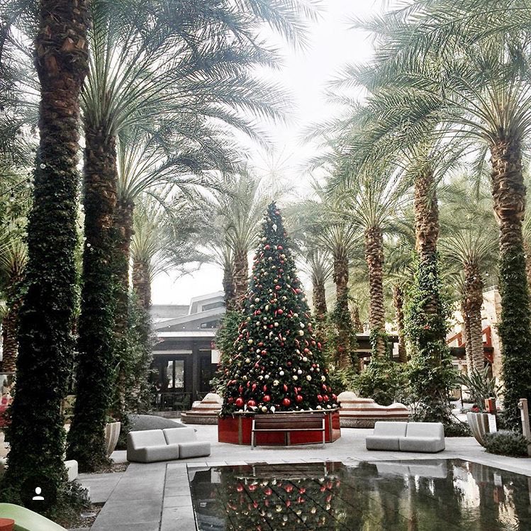 AZBigMedia's tweet image. The Christmas trees of the Valley are looking good!🎄 Camelback, @ScottsdaleQrtr, @fairmontscotsdl, &amp;amp; @ScottsdaleFS!