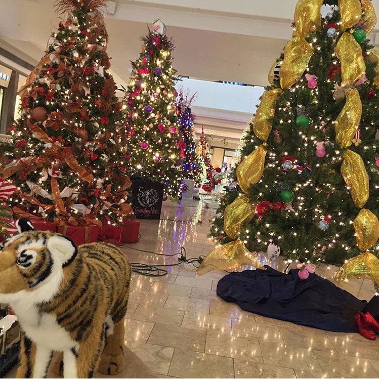 AZBigMedia's tweet image. The Christmas trees of the Valley are looking good!🎄 Camelback, @ScottsdaleQrtr, @fairmontscotsdl, &amp;amp; @ScottsdaleFS!