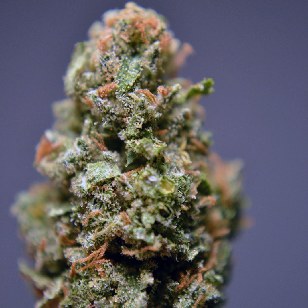 Dabwaxman's tweet photo. California Poised to Lead Cannabis Commerce in 2016 and Beyond - https://t.co/lB8DdOkN4M #cannabis #legalization https://t.co/Dqahqo9LPH