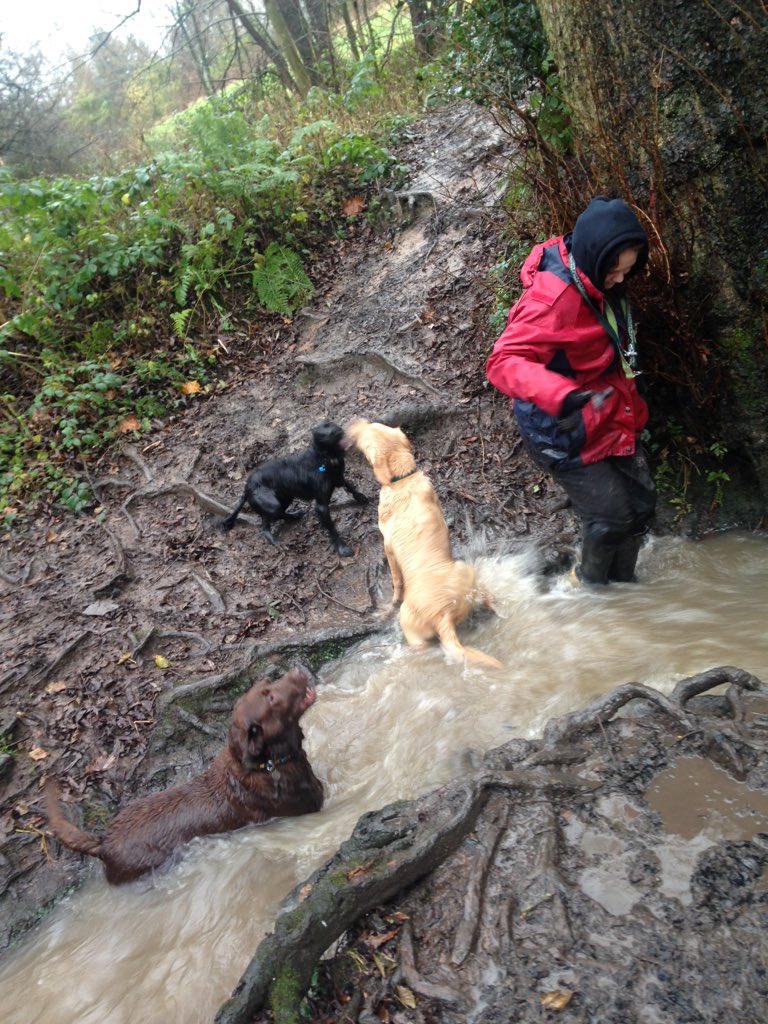 Georgiesdoggies's tweet image. @TilliesMadMutts @Andythedogman come on guys help me out here how do I do it ☔️🙈 ! #dogwalkerproblems #funny