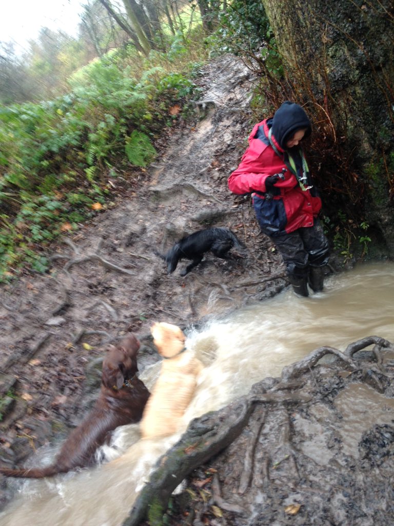 Georgiesdoggies's tweet image. @TilliesMadMutts @Andythedogman come on guys help me out here how do I do it ☔️🙈 ! #dogwalkerproblems #funny