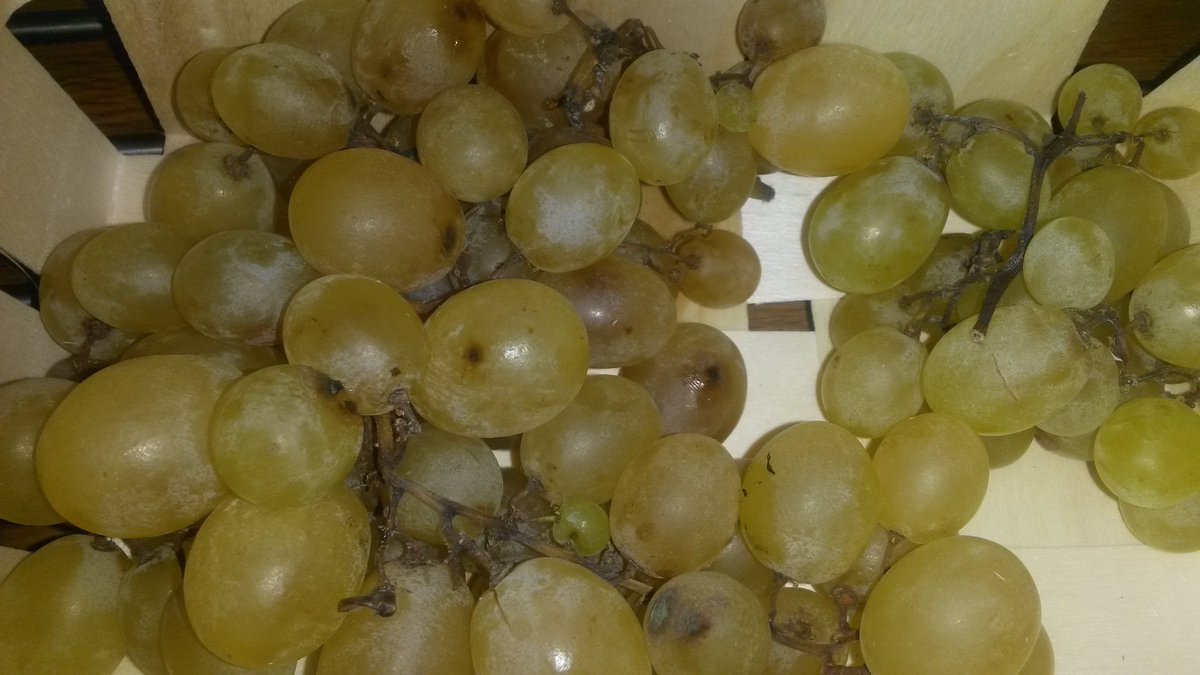 ClineDecroix's tweet photo. @leclercdrive raisins tout pourris imangeable. Super les courses au drive de brebieres. https://t.co/Fobh94ZyKa