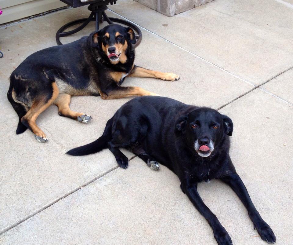 angiejurgens's tweet photo. @hannahjurgens you're in luck!! There's 2 beautiful dogs waiting for you when you come home! #meetwill&grace❤️ https://t.co/Xh5Xe9pVF2