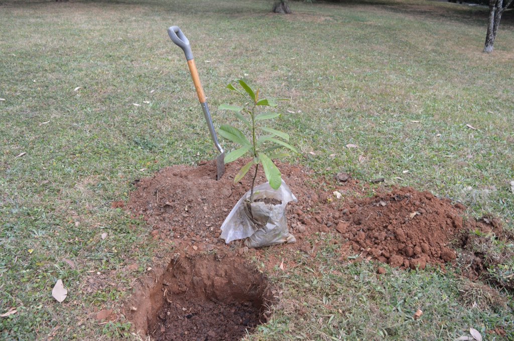 GregDoreyIT's tweet photo. Touched colleagues at the #BritishEmbassyAddis wanted to plant a #magnolia to remember me by today. @UKinEthiopia https://t.co/5PVNteR8k0