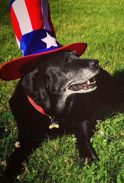 COGELinfo's tweet photo. Poor #CatieCopley! She was all prepared for Tues's Super PAC Potluck, but got taken for a walk instead #COGEL2015 https://t.co/VBpCuJaSwg
