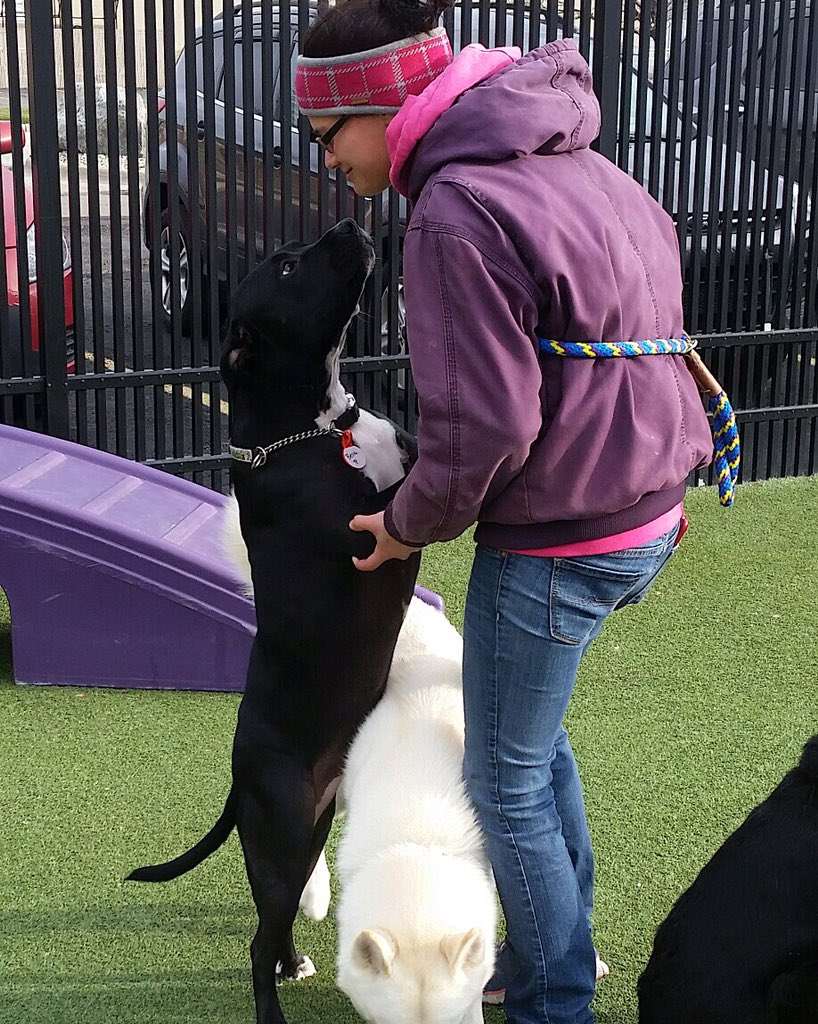 Paaiiggeee_'s tweet photo. "Pitbulls are vicious they should be banned in every city" yes they are so vicious i was being attacked with kisses https://t.co/6LGUOVjPVV