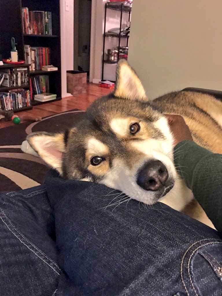 JayEmC3's tweet photo. ❤️🐕 https://t.co/K1Q0PoOp6b