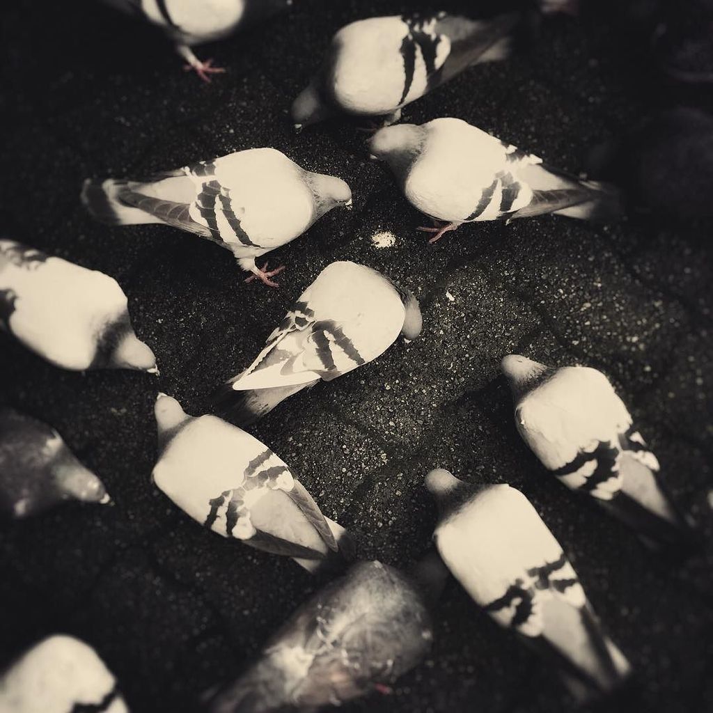 suzgoodwinarts's tweet photo. Great minds think alike. #pigeons #birds #granvilleisland #bebirds #greatminds https://t.co/L8Fnlv3r4P https://t.co/CVAfDOOT0D