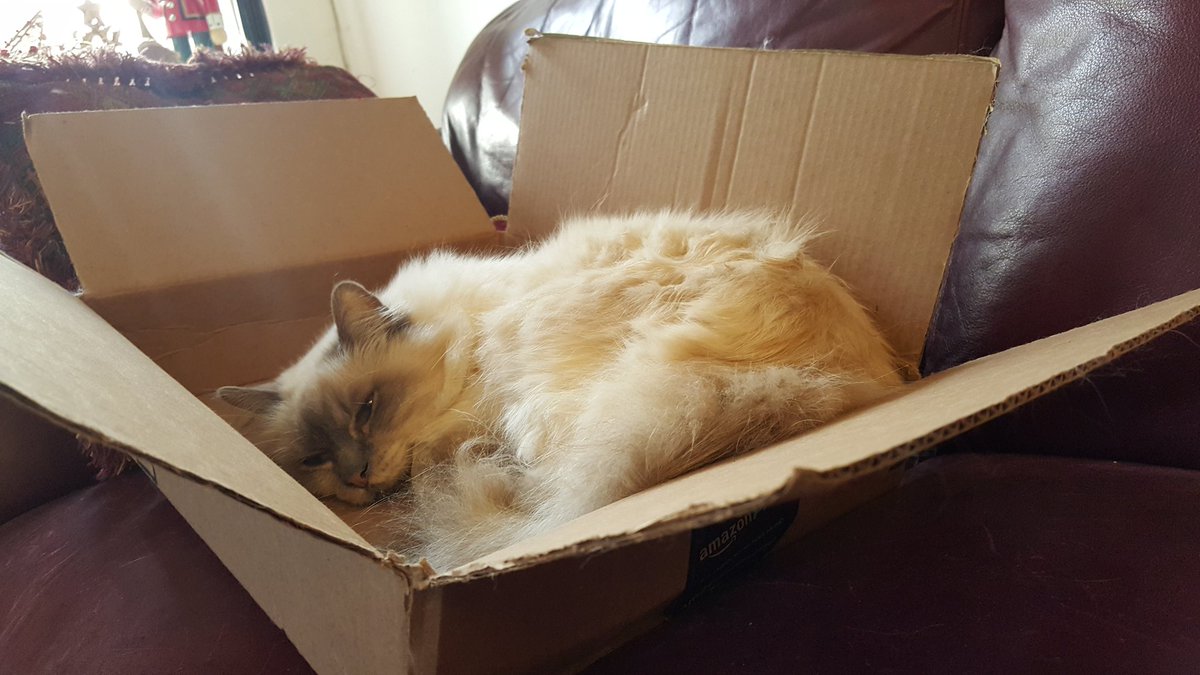 ViviTheVolpino's tweet photo. 12-10-15. Desmond had to hop in the box I just now placed on the sofa to pack a gift. #catboxthursday #sunbeamcat https://t.co/QuAqpxuDSu