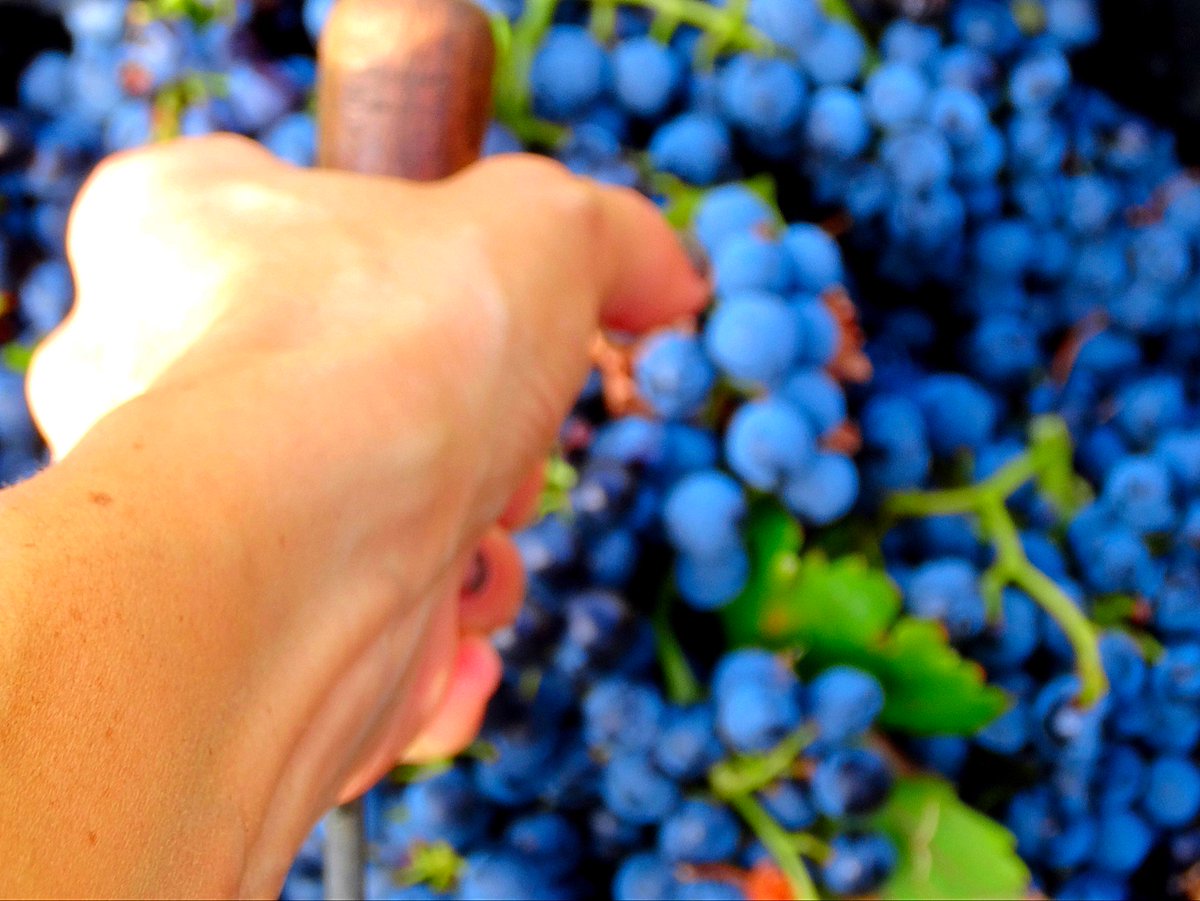 MetrowineGroup's tweet photo. The grapes in our wines have been handpicked by the same family for generations. https://t.co/dwqYlbxy9y