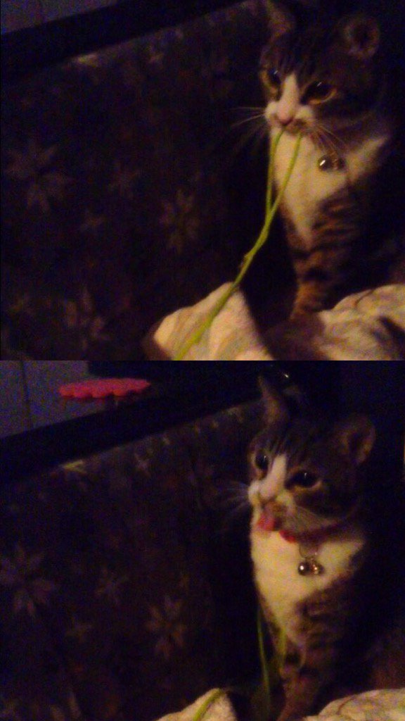 ebisen_ebi's tweet photo. 😝 #japanfrontback #mycat #loveTime https://t.co/J3HaqedpSf #frontback https://t.co/uA0TImksct