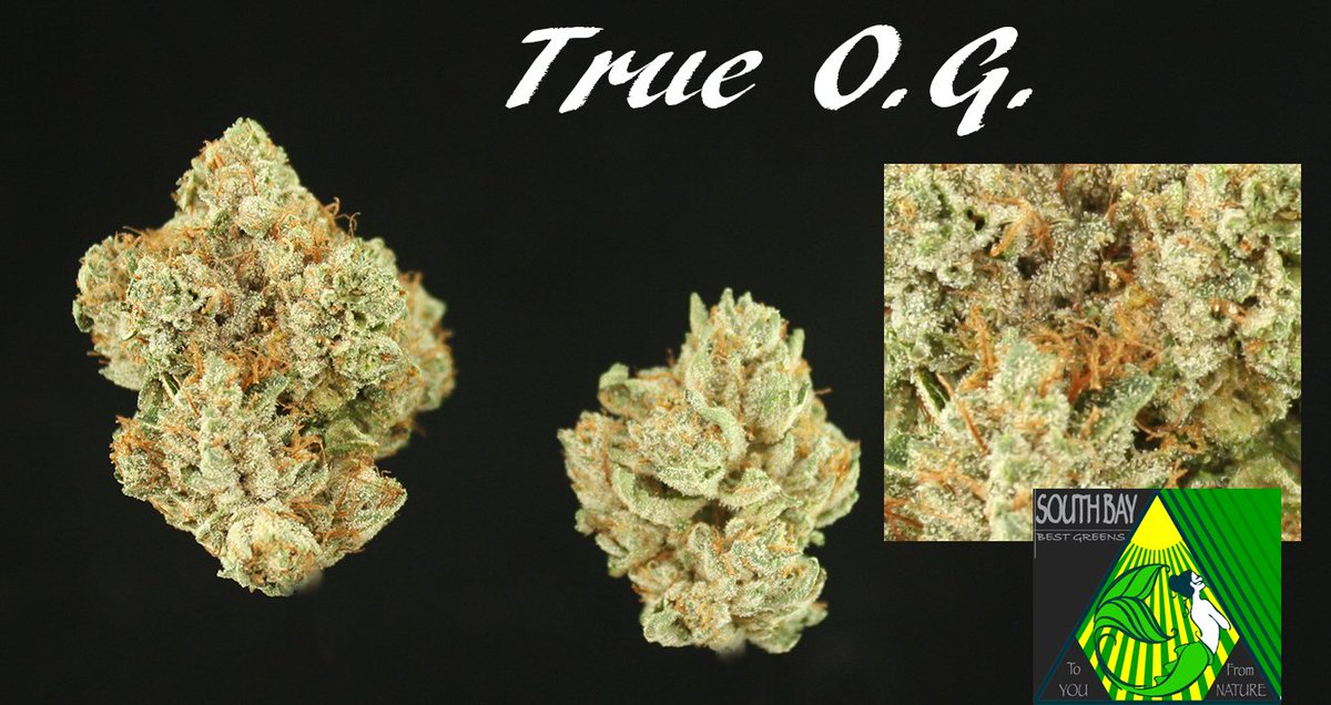 SouthBays420's tweet photo. True O.G. #oceangrown #southbaymedicalcannabis #medicalcannabisdelivery #trueog #cannabiscommunity #qualitygenetics https://t.co/AWugIAe9K5