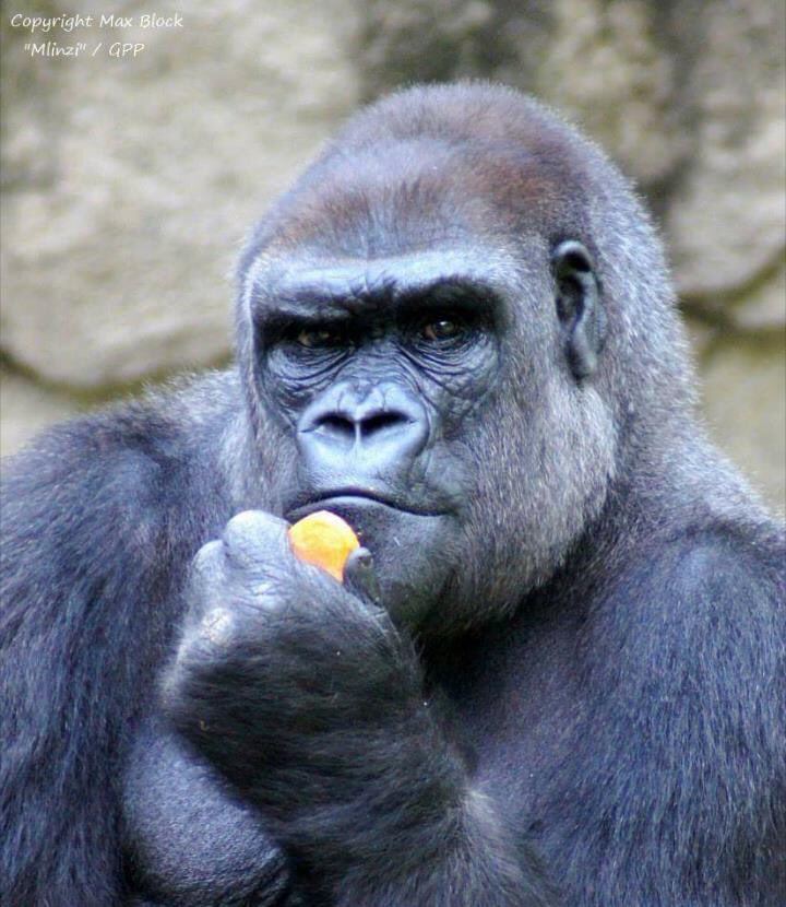 GlobalVegans's tweet photo. So ... You're not a vegan ...
Where do you get your protein? https://t.co/bI5rxysxro