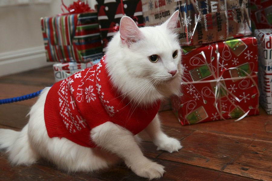 Salem PetSmart (SalemPetsmart) Twitter