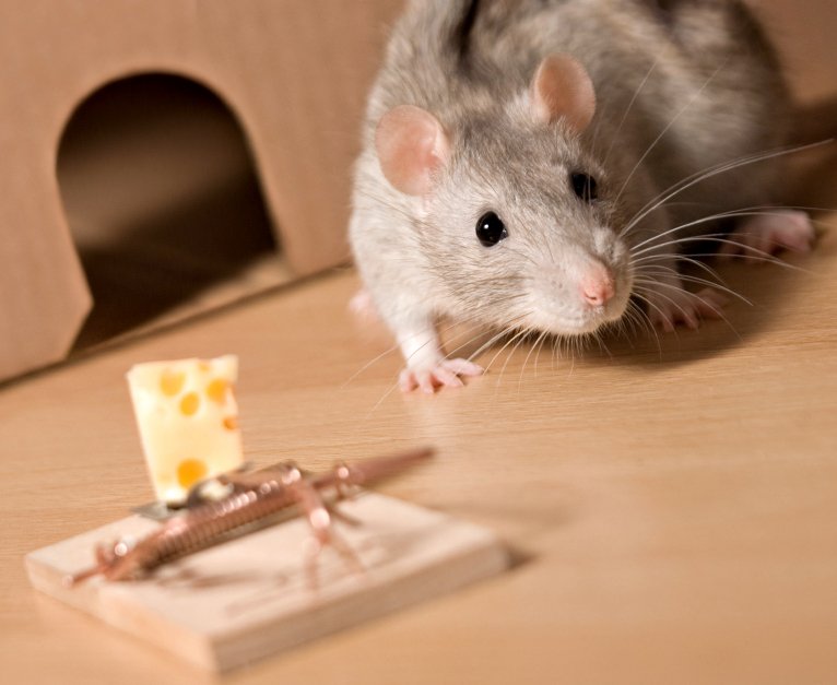 AAction_Pest's tweet photo. 4 Ways to Get Rid of #Rats In #SimiValley https://t.co/NAUiIQQFIq #PestControl #Rodents https://t.co/m2FM60Ds2K