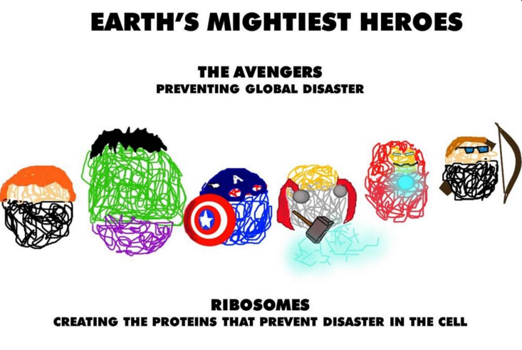 ribosomes2k15's tweet photo. #2015MHSorganelleelection https://t.co/G2yISdEJJ1