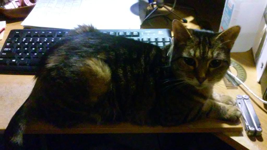 Jacemachine's tweet photo. This #cat is determined to not allow me to make YouTube #gaming videos. #keyboardcats https://t.co/xIku8pxWRQ