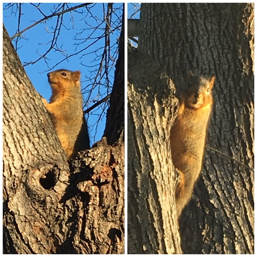 Hey <a href="/AugieSquirrelSD/">Augie Squirrel</a>, shouldn't you be studying for finals instead of posing for me? #BlueSteel