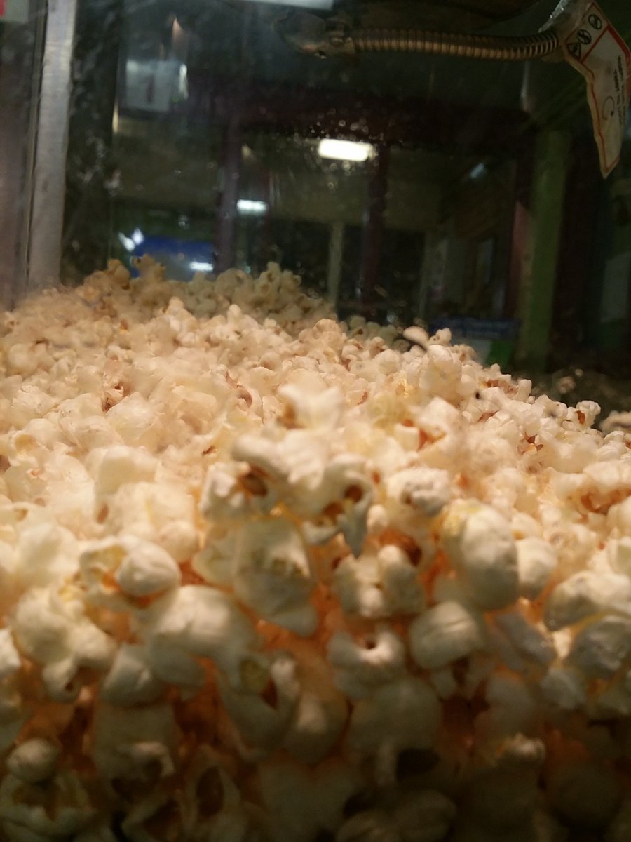 Rickstar_tdsb's tweet image. Prepping Popcorn w Gr8s for Holiday Cheer @IonviewPS #popcornfun