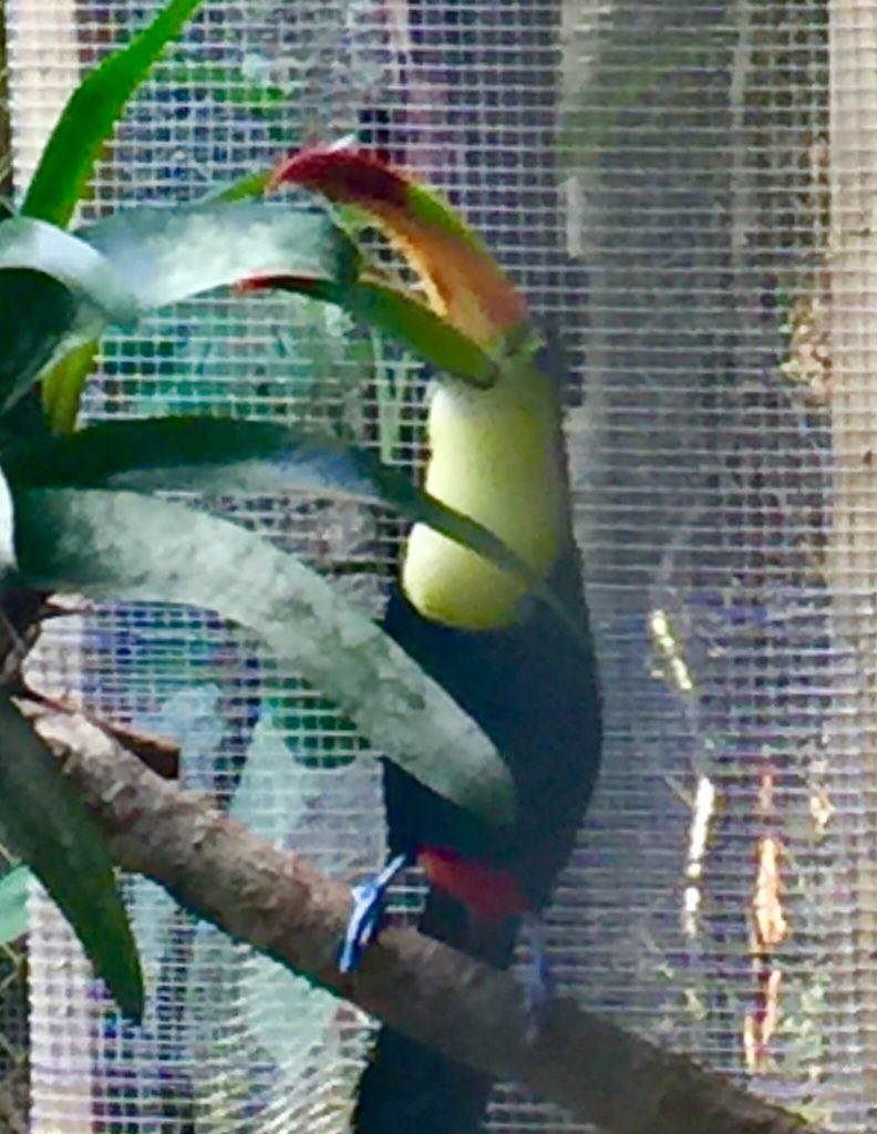 phtravel's tweet photo. Highlight at the fab Belize Zoo, saw 'lucky boy' the black jaguar up close. Jabiru and toucan too! #lpinbelize https://t.co/GwpFpiJNT5