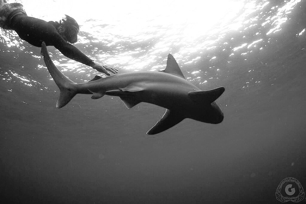 Surfer Lyfe tweet media