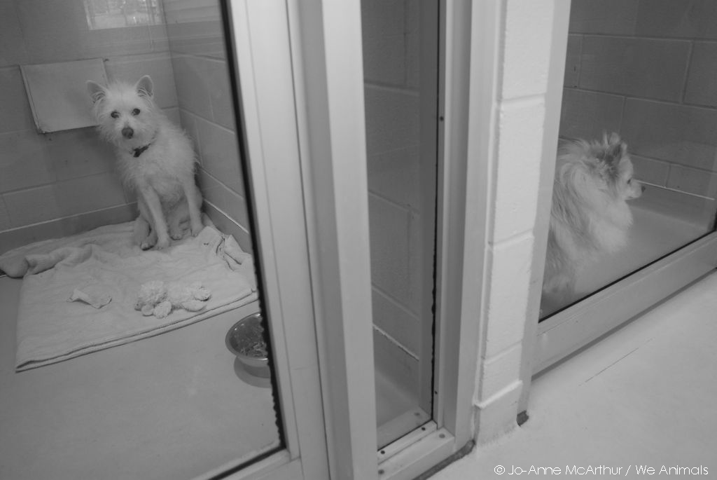PETAShares's tweet photo. Buying 💰

a dog 🐕

means 👈

more dogs 🐶

in overcrowded shelters. 💔

#AdoptDontBuy https://t.co/bjCqLTqnZV