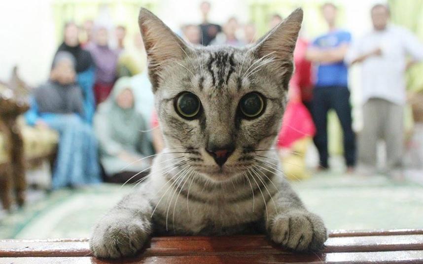 Cat photobombs family photo bit.ly/1OVRYkq