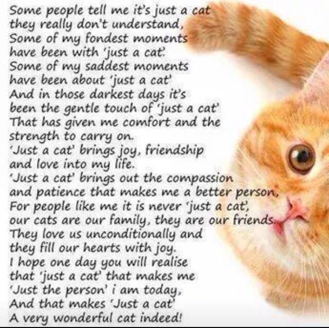 stopforcats's tweet photo. https://t.co/4laz7LRyf7