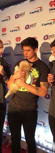 calumshappy's tweet photo. + puppies https://t.co/zTp4arKINZ