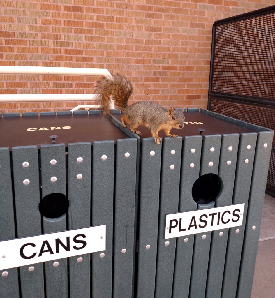 isu_squirrels's tweet photo. Just doing our part. #ReduceReuseRecycle 😁🐿 https://t.co/u8JS0cnAv6