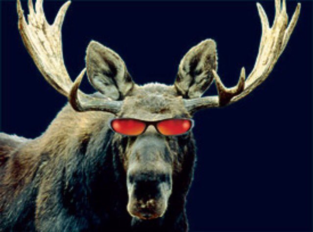 MatijaJuraj's tweet photo. @SY_Roadtrip #moose sighting in Nanaimo! Congrats Kim, Yacub and team for a killer day! #decemberdomination https://t.co/kOrxrgm9lW