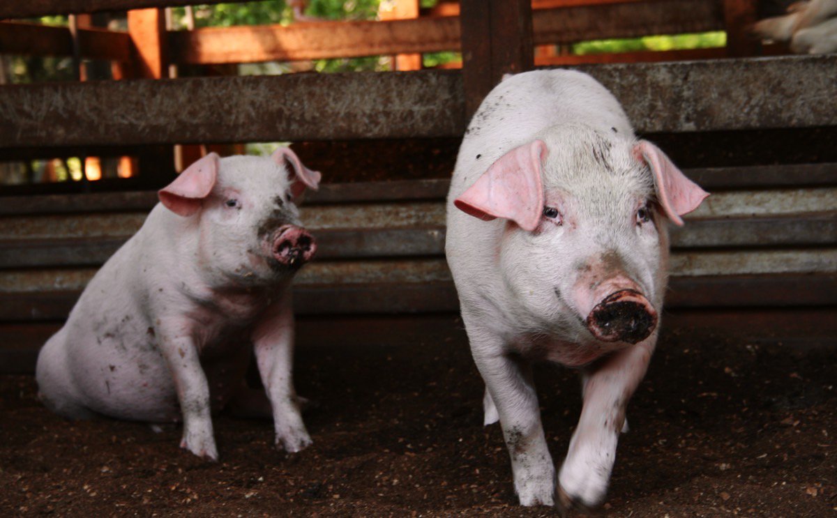 Does a pig fed with green tea taste better? ow.ly/VJLm4