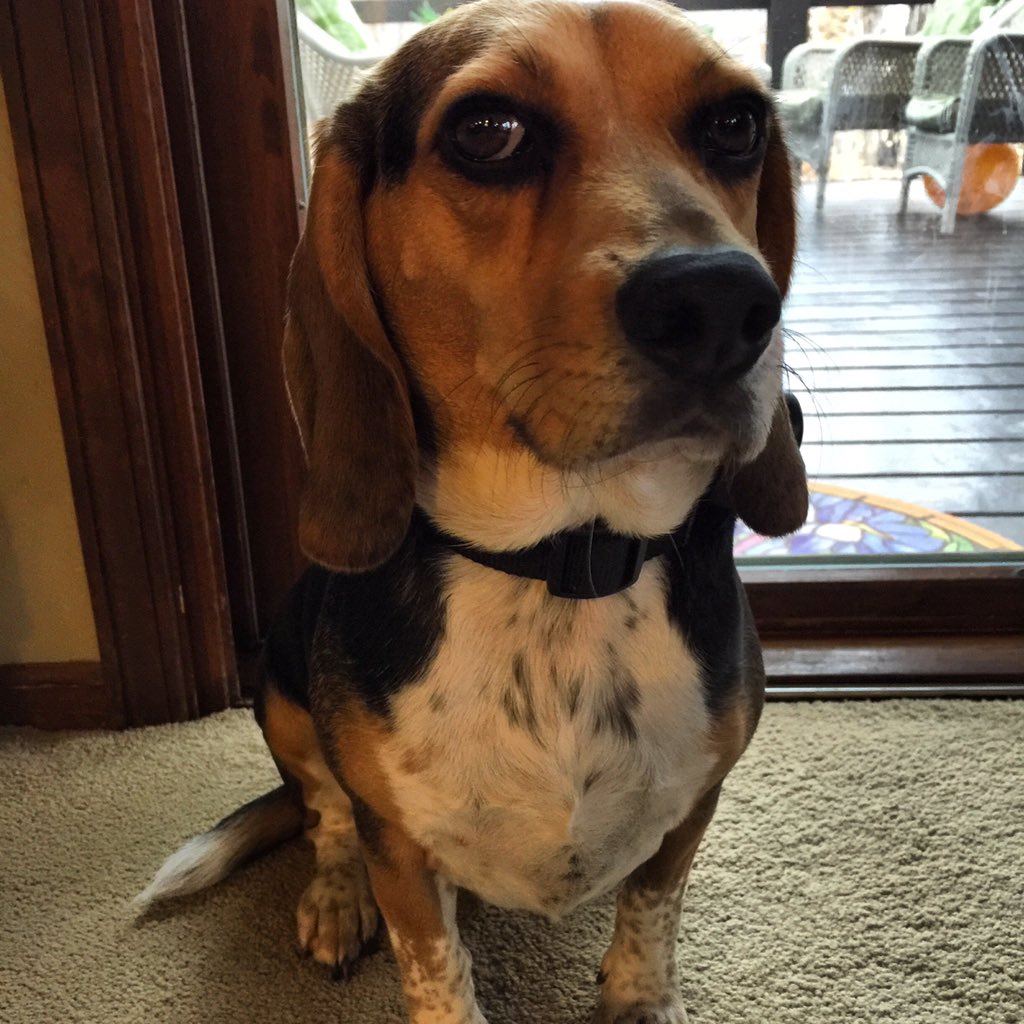 corythebeagle's tweet photo. My friend Parker says I look like a "Doug," #notcory https://t.co/nc4o0lv2GX