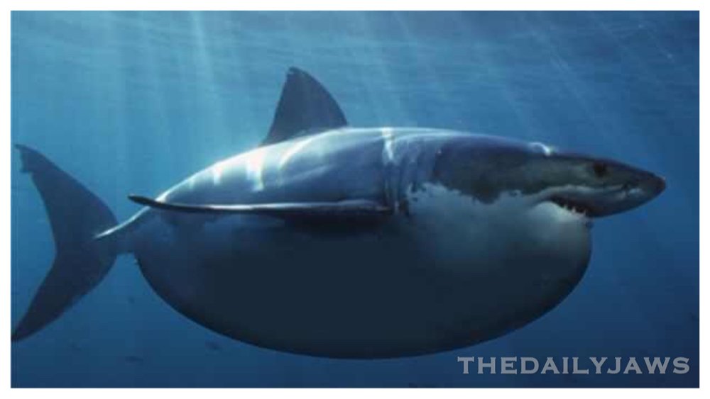 Image result for how much does a great white shark need to eat each day