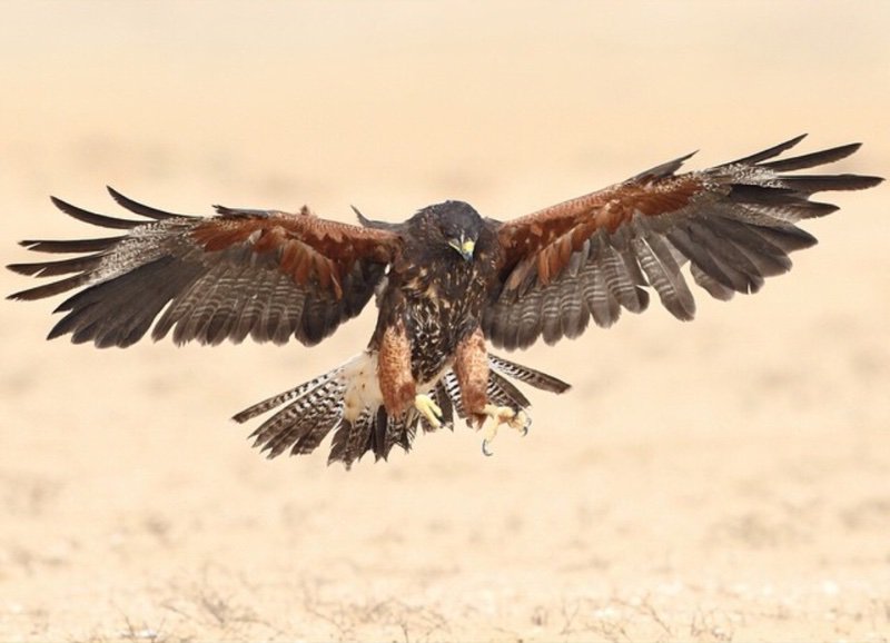 odilonchavez's tweet image. Y así, un día, sus alas ya tienen la fuerza para soportar su propio peso. Congrats @isawatasabi #MedSchool #Dra⚡️😷