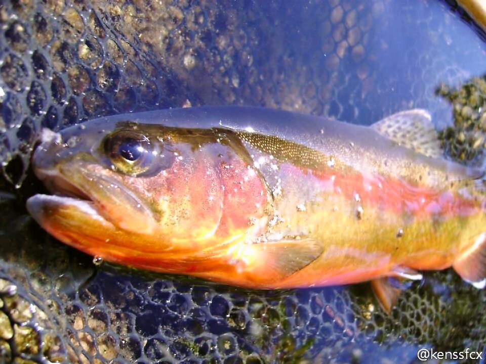 カリフォルニアの釣り カリフォルニア州の州魚 ゴールデントラウト 幻の魚とも言われてますが いくところへ行けばバンバン釣れてしまいます カリフォルニア ゴールデントラウト ハイシエラ T Co Wq2y6tn80u Twitter