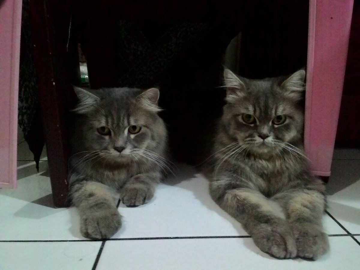 luckywepe's tweet photo. Telah hilang, 2 kucing anggora kayak di gambar, bagi yg lihat, mohon kabari saya, thanks @infojogja @JogjaUpdate https://t.co/KDbcWTXshQ