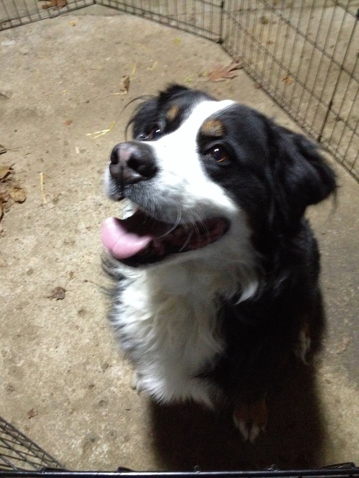 PetConnectionKS's tweet photo. FOUND: Female Bernese Mountain Dog found near downtown Overland Park KS. Contact TPC if you know her owner. https://t.co/Y34mcKJrNb