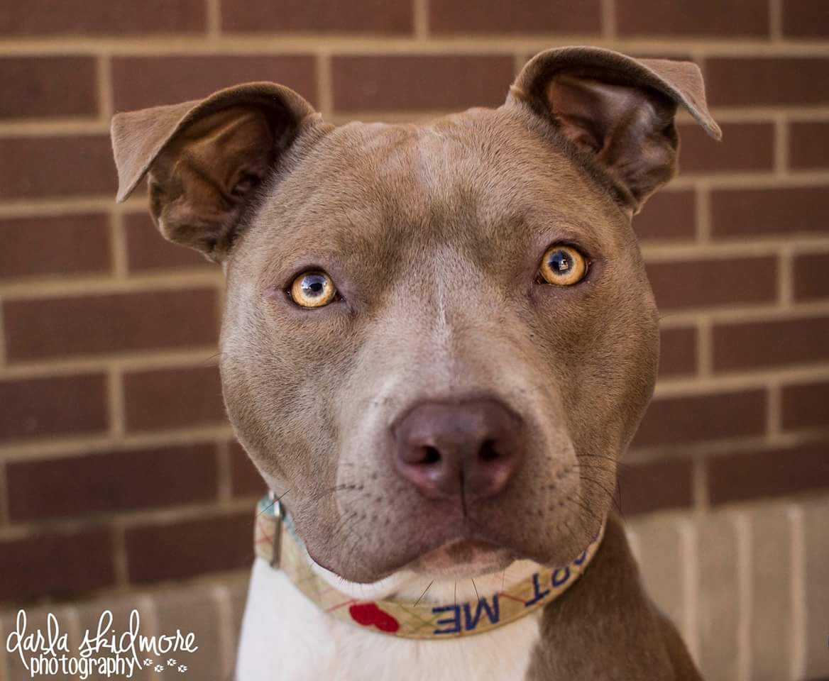 C2CNDrescue's tweet photo. Look at this sweet face! Brooklyn is available for adoption! #bluepitbull #adoptdontshop @DogDaysCLT https://t.co/ixrBhIg7Cy